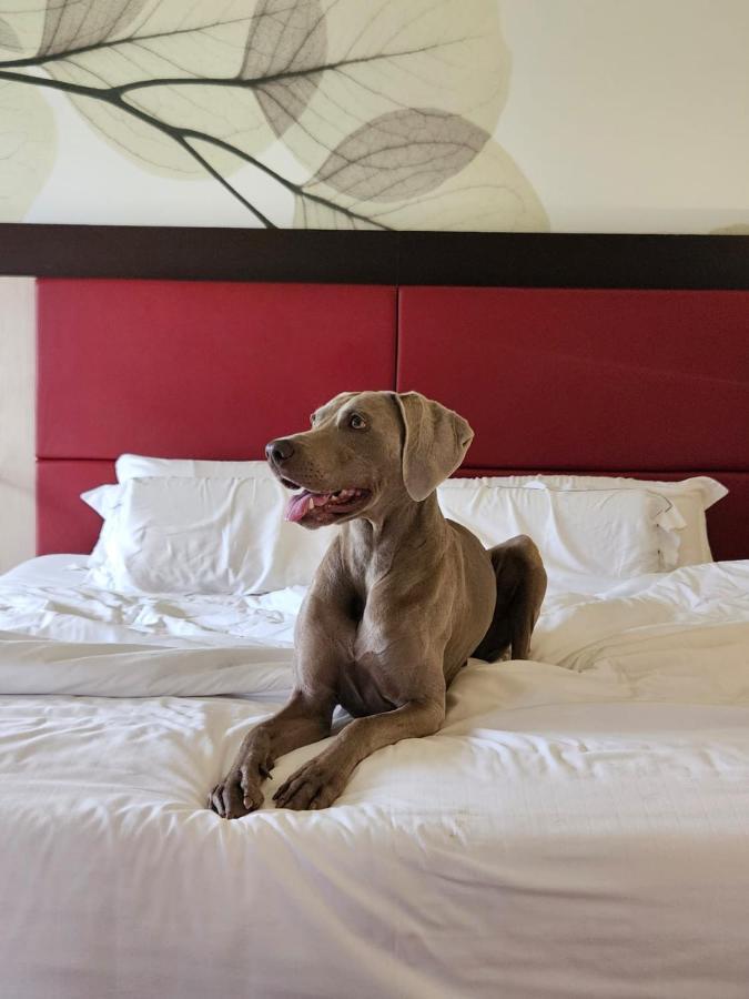 Clarion Collection Hotel Griso Lecco Malgrate Esterno foto